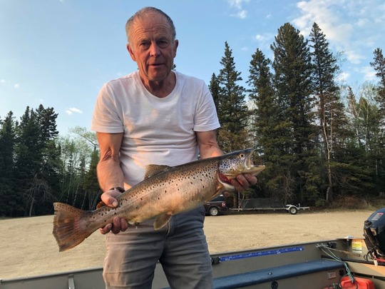 Brown Trout