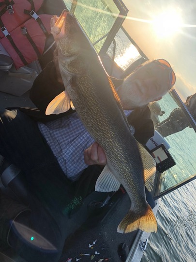 Walleye