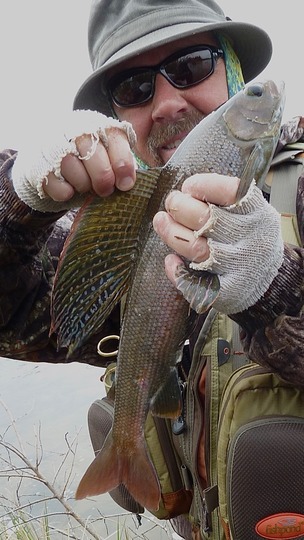 Arctic Grayling
