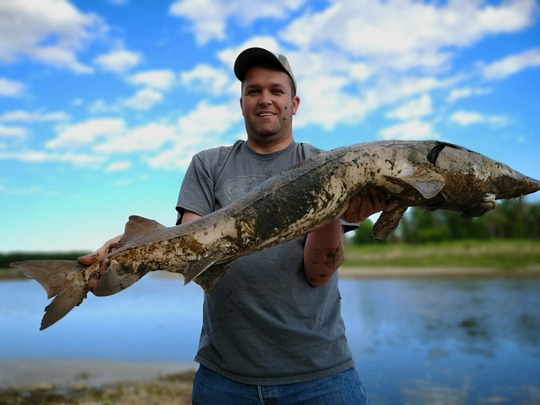 Lake Sturgeon
