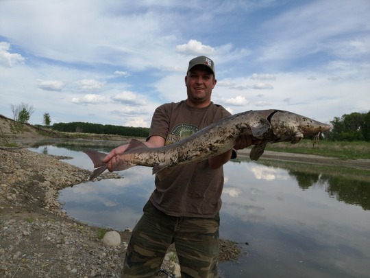 Lake Sturgeon
