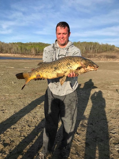 Common Carp