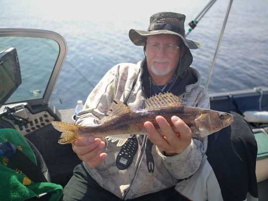 Sauger