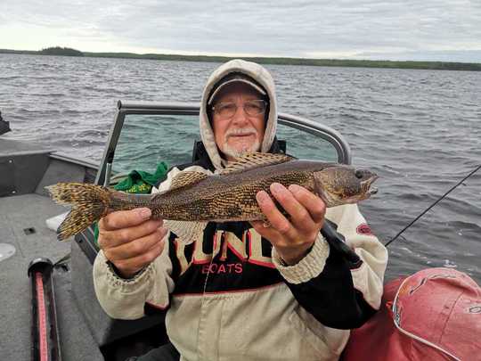 Sauger