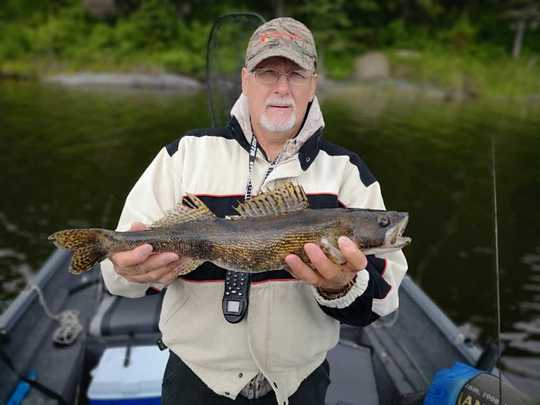 Sauger