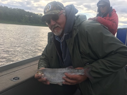 Goldeye