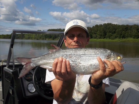 Goldeye