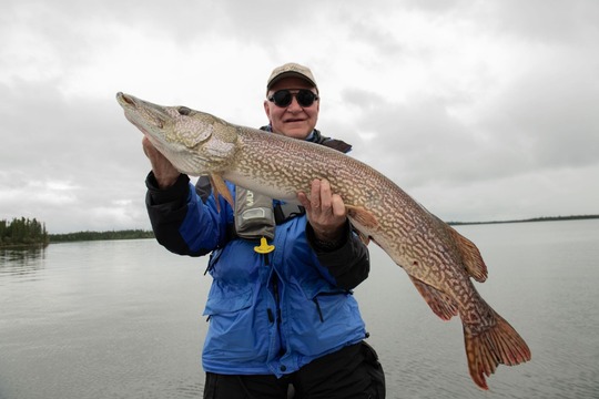 Northern Pike