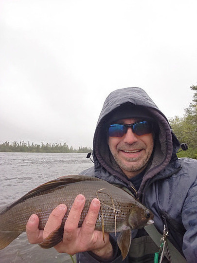 Arctic Grayling
