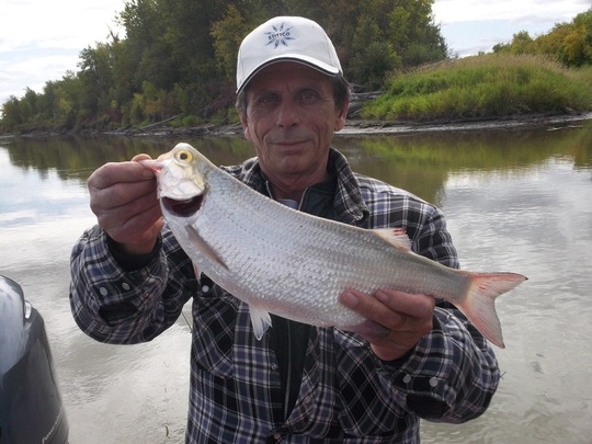 Goldeye