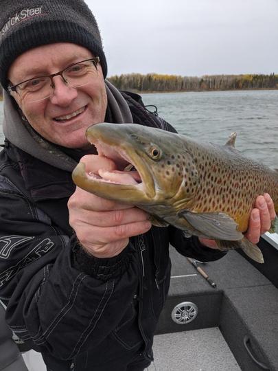 Brown Trout