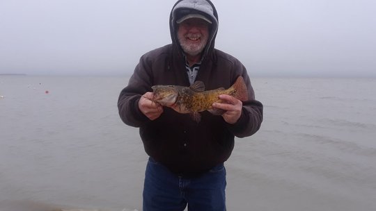 Bullhead