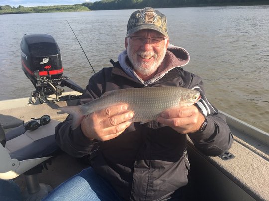 Goldeye