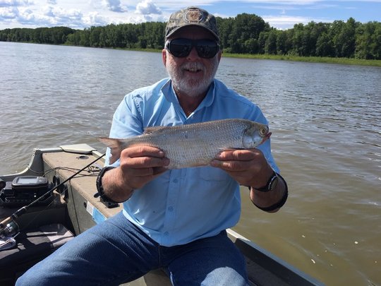 Goldeye
