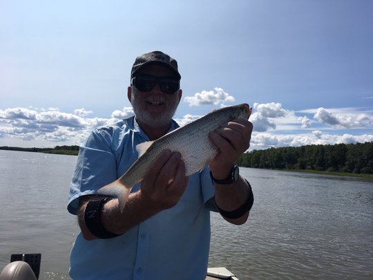 Goldeye