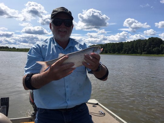 Goldeye