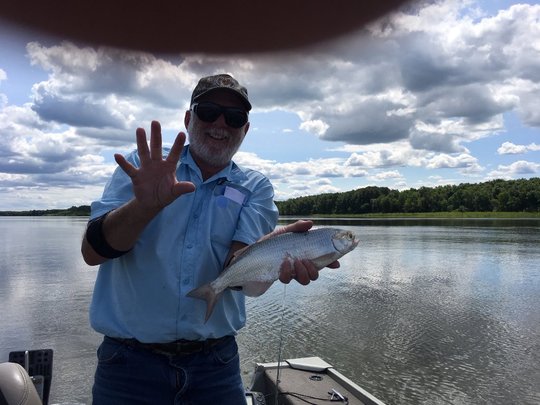 Goldeye