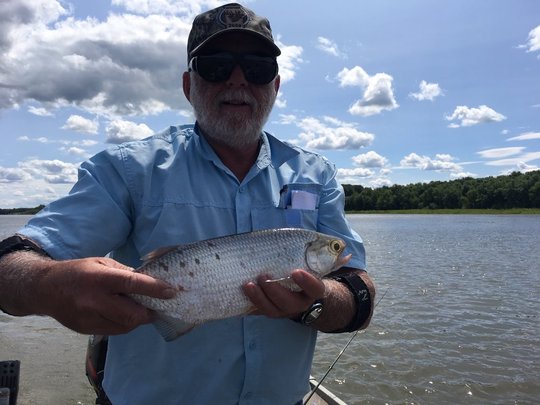 Goldeye