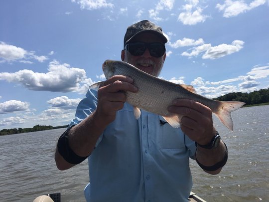 Goldeye