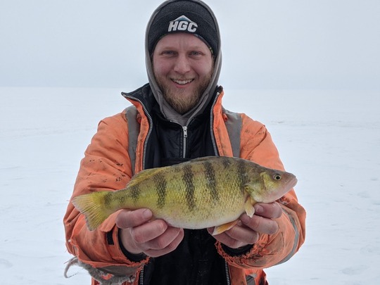 Yellow Perch