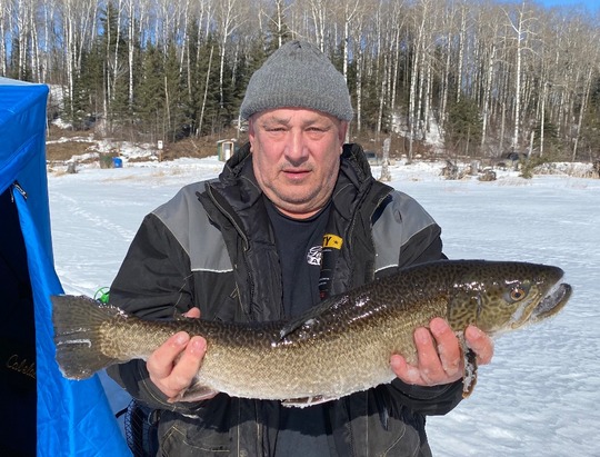 Tiger Trout
