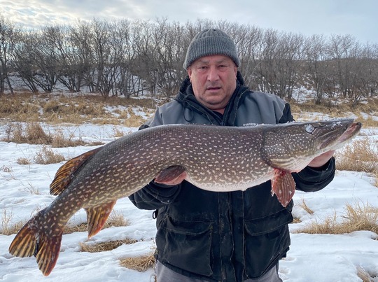 Northern Pike