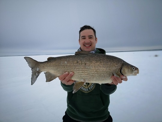Lake Whitefish