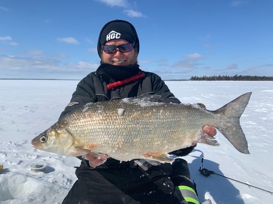 Lake Whitefish