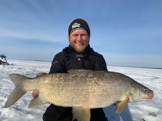 Lake Whitefish