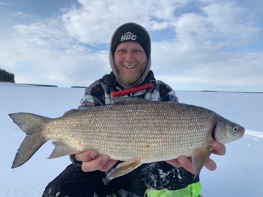 Lake Whitefish