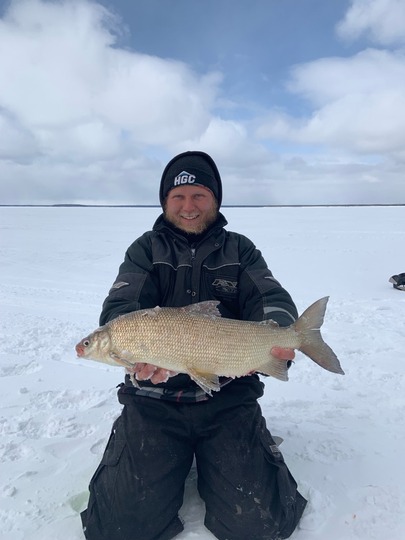 Lake Whitefish