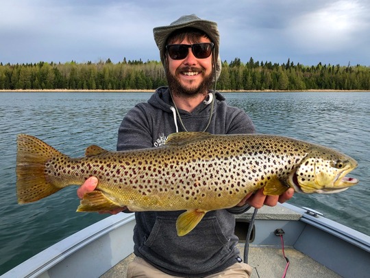 Brown Trout