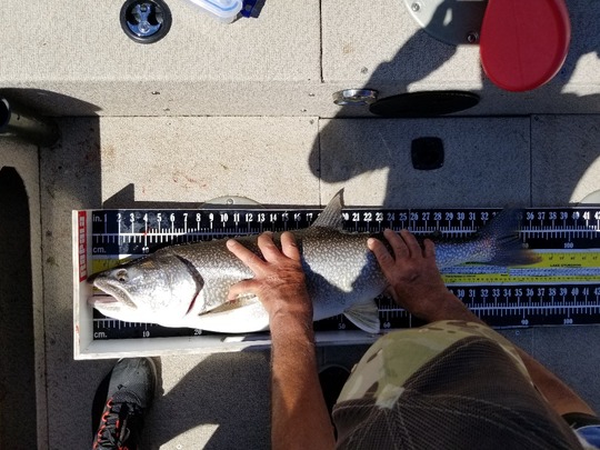 Lake Trout