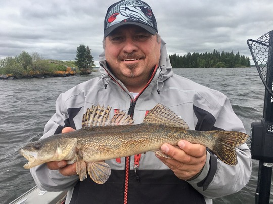 Sauger