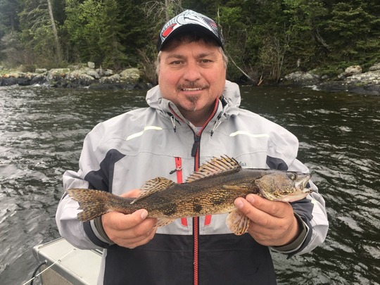 Sauger