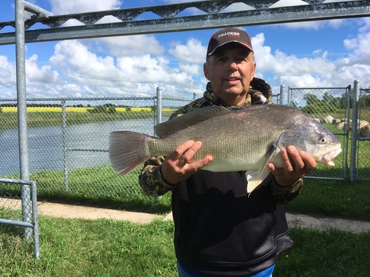 Freshwater Drum