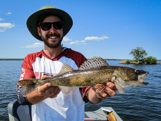 Sauger