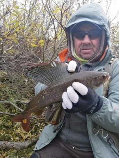 Arctic Grayling