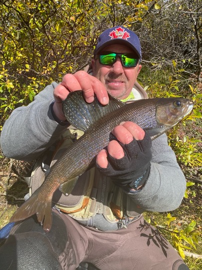 Arctic Grayling