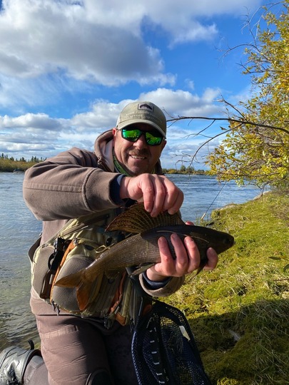 Arctic Grayling