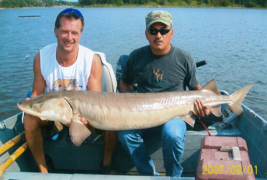 Lake Sturgeon