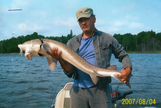 Lake Sturgeon