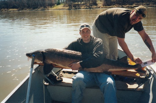 Lake Sturgeon