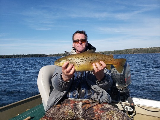 Brown Trout