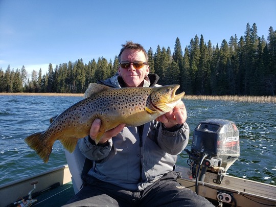 Brown Trout