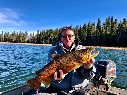 Brown Trout
