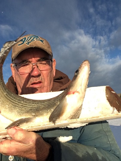 Lake Whitefish