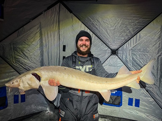 Lake Sturgeon