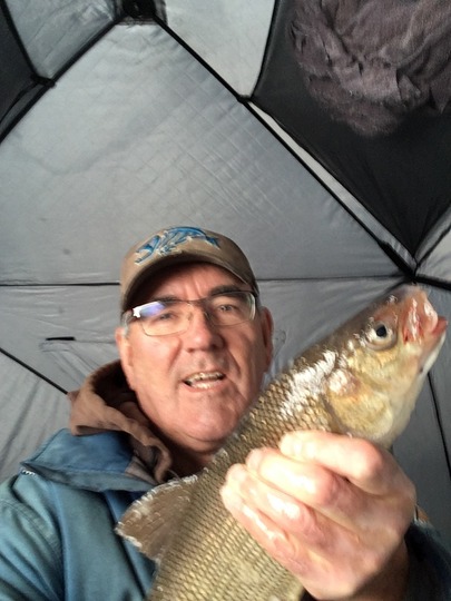 Lake Whitefish