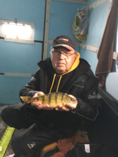 Yellow Perch